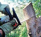 Best Tree Maintenance Programs  in Doylestown, OH