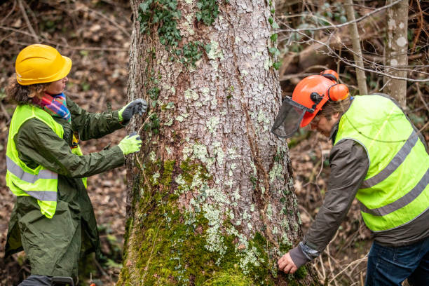 How Our Tree Care Process Works  in  Doylestown, OH