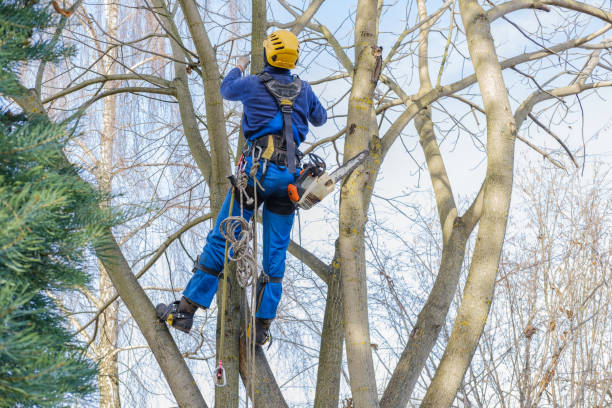 Pest Control for Lawns in Doylestown, OH