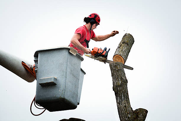 Best Tree Health Inspection  in Doylestown, OH