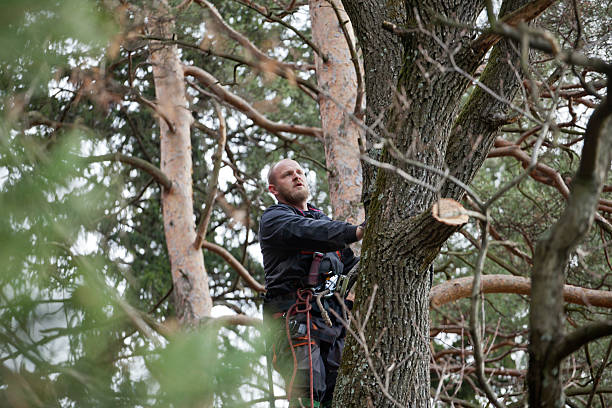 Best Tree Cabling and Bracing  in Doylestown, OH