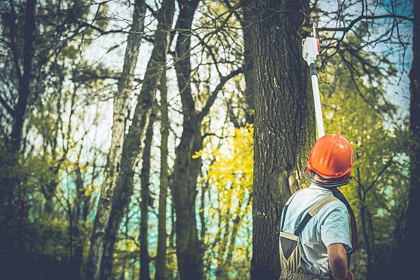 Best Commercial Tree Services  in Doylestown, OH